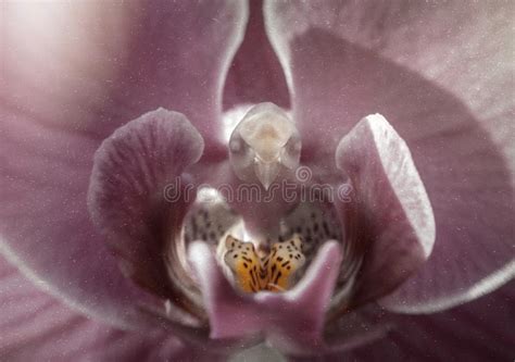 Orqu Dea Cor De Rosa Delicada Cart O Da Flor Foto De Stock Imagem De