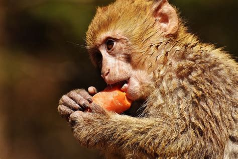 What Do Monkeys Eat Kidsacookin