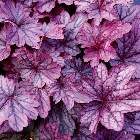 Shade gardens can be woodland retreats with unexpected bursts of color offered from flowers such as bleeding heart and primrose. Heuchera 'Shanghai' | White flower farm, Shade loving ...