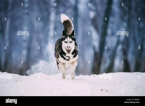 Running Siberian Husky Hi Res Stock Photography And Images Alamy