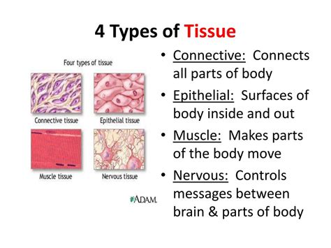 What Are The Four Types Of Animal Tissues And Their Functions Bmz
