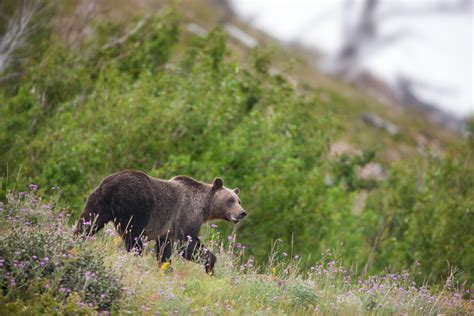 Glacier National Park Grizzly Bear Kills Mountain Biker Time