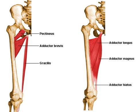 Many muscle names indicate the muscle's location. Medial Compartment of Thigh - Muscles- attachments, action and nerve supply