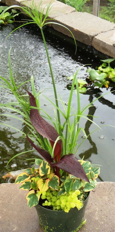 ‘pond Ready Tropical Variety 8″ Pots Moore Water Gardens
