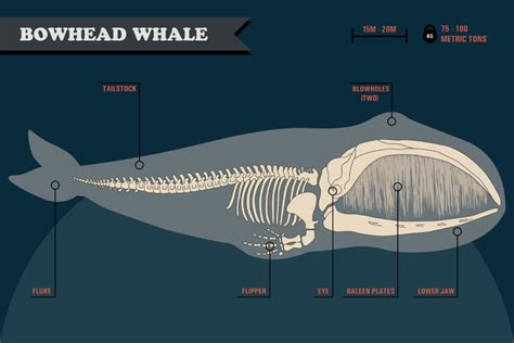 Bowhead Whale American Oceans