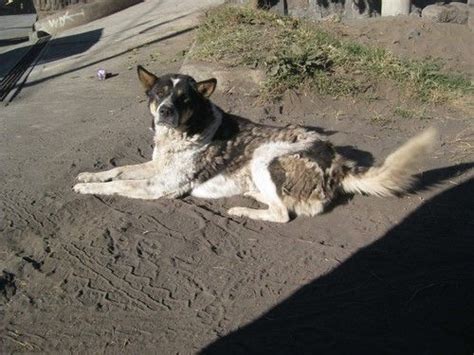 7,014 likes · 8 talking about this. dog friend @ Bromo, Java, Indonesia | Indonesia, Animals ...