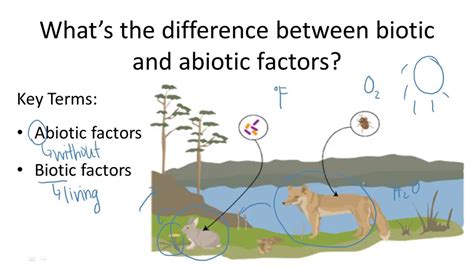 Abiotic, abiotic components, abiotic factors, abiotic resources, biotic, biotic components, biotic factors, biotic resources, consumers, decomposers what is biotic. Biotic v. Abiotic Factors - YouTube