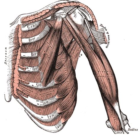 Not only is it among the most sophisticated animal structures in nature, it is also one of those with most variations: The Muscles Connecting the Upper Extremity to the Anterior and Lateral Thoracic Walls - Human ...