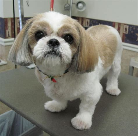 The Popularity Of Shih Tzu With Haircut Imamsrabbis