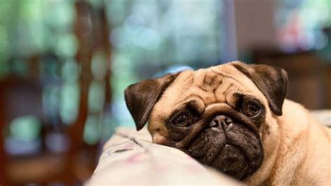 Why My Dog Has Pimples On Chin Causes And Medication Pug Friend