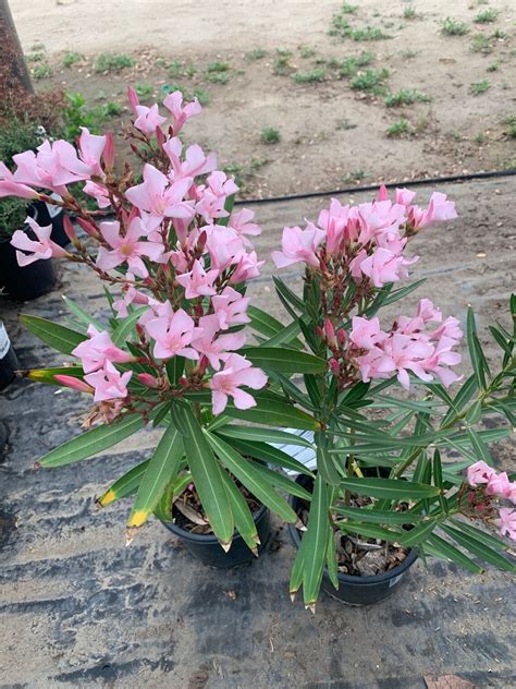 Nerium Oleander Petite Pink 1 Live Plant Ship En Maceta De Etsy España