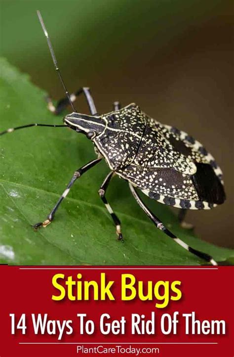 14 Ways How To Get Rid Of Stink Bugs In The Garden Stink Bugs