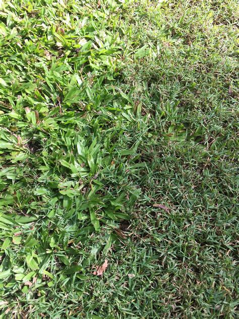 There are multiple different types of fescue grasses, like chewings fescue, red fescue, sheep fescue, and hard fescue. Does anyone know the species of grass on the left that is invading the other type? I'm in South ...