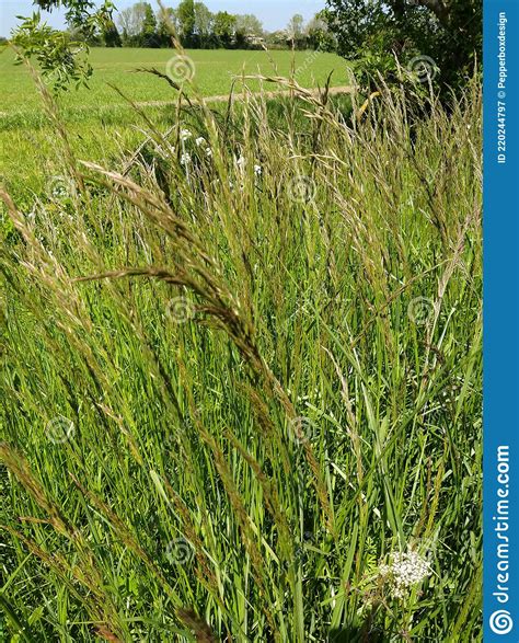 Red Fescue Grass Festuca Rubra Norfolk England Uk Stock Image
