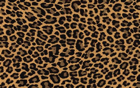 High Resolution Leopard Print Wallpaper Carrotapp