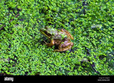 Frog Toad Green Hi Res Stock Photography And Images Alamy