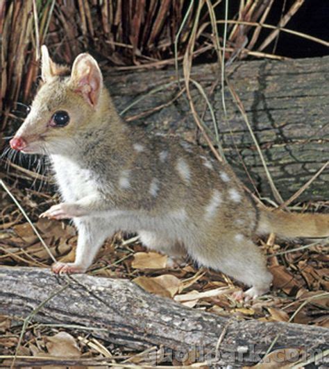 The Tiger Quoll Also Known As The Spotted Tail Quoll The Spotted