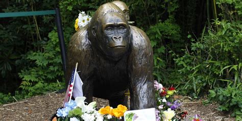 Cincinnati Zoo Calls For An End To Harambe Memes And Petitions Askmen