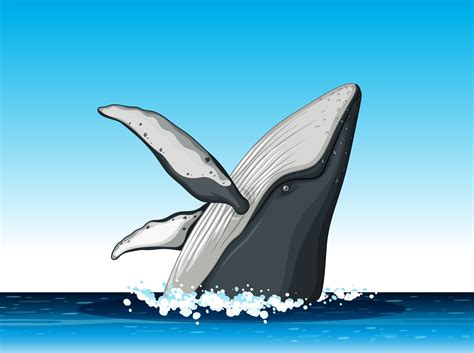 Humpback Whale Jump Out Of Water 519995 Vector Art At Vecteezy