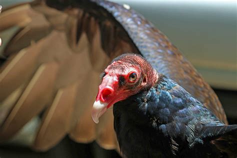 Turkey Vultures — Audubon Society Of Northern Virginia