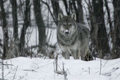 Portrait Of A Wild Carpathian Grey Wolf Canis Lupus Lupus In Snow