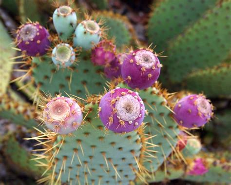#prickly pear #prickly pear cactus #cactus #purple #deserts #desert tones #desert plants. Prickly Pear Cactus | OLYMPUS DIGITAL CAMERA | rickinazaki ...