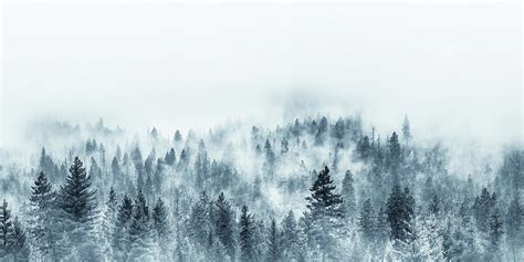 Misty Mountain Forest Photograph By Debi Bishop Fine Art America