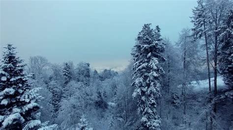 December Christmas Winter Weather Scenery Outdoors Winter Forest