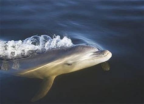 New Dolphin Species Tursiops Australis Discovered In Victoria