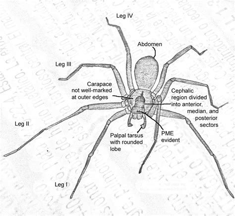 A Brown Recluse Spider In Collin County Texas Bugs In The News