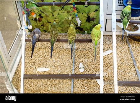 Can You Buy Birds At Petsmart - Petco Birds For Sale Available In Store