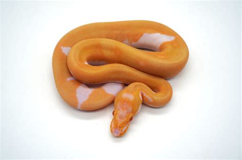 Super Orange Dream Yb Enchi Leopard Pastel Candino Pied Ball Python By Ozzy Boids Llc Morphmarket