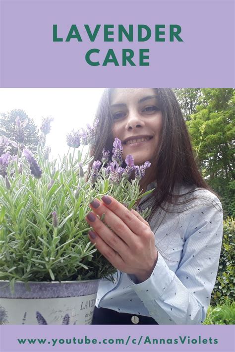 Lavender Plant Care And Uses
