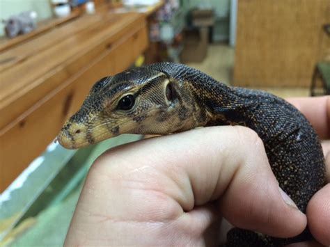 Monitor Lizards For Sale Nile Savannah Dumerils Water And More