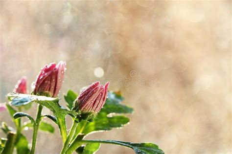 Spring Blurred Background With First Flowers And Ladybug Stock Image