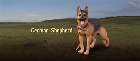 German Shepherd Did Corp