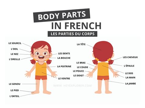 French Body Parts 80 Words To Add To Your Vocabulary
