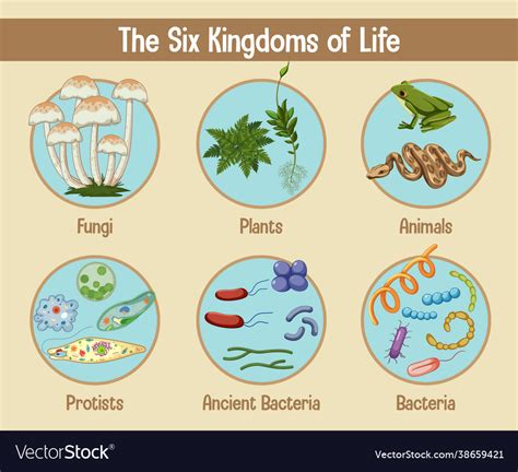 Science Poster Six Kingdoms Life Royalty Free Vector Image