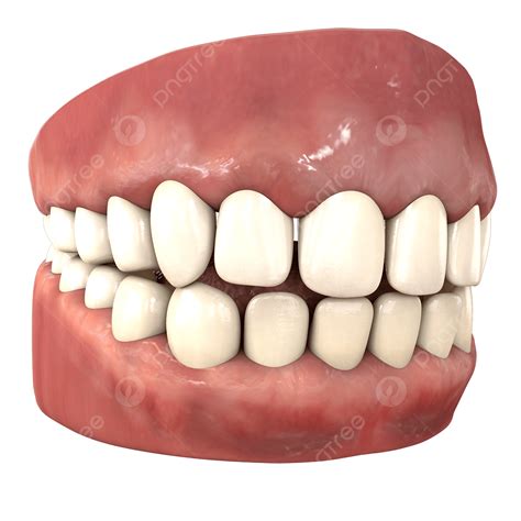 человеческие зубы и десны 3d визуализация вид сбоку Png человеческие