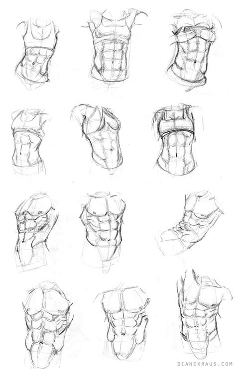 Were Studies 1 The Torso By Acommonmisconception On Deviantart Human