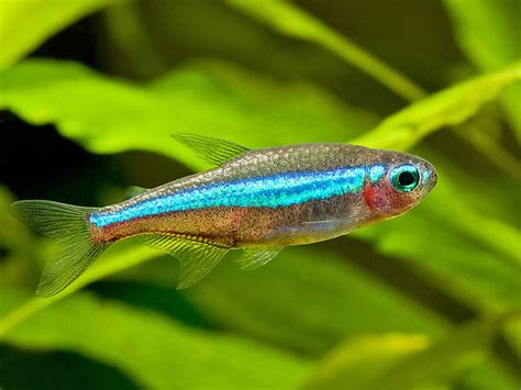 Neon Tetra Fish Pictures Free Download