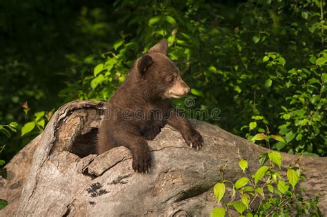 Black Bear Cub Ursus Americanus Looks Right From Log Stock Photo