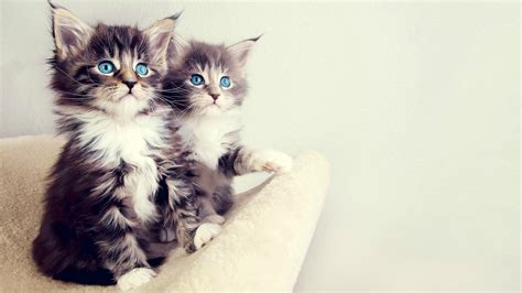 This website uses cookies to improve your experience. Cat HD Wallpapers 1080p (64+ images)