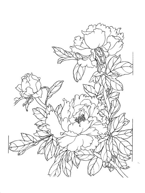 Drawing - Peony flower line drawing png download - 1197*1600 - Free Transparent Drawing png ...