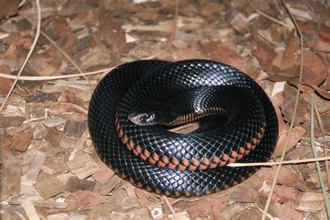 Check Out Our Red Bellied Black Snake At Australia Zoo