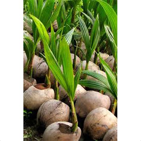 Supplier Of Coconut From Mangrol By Mobhi Coconut Supplier