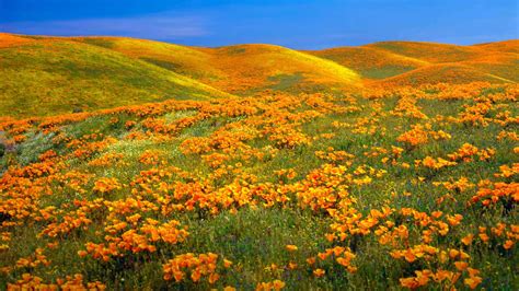 California Poppies Bing Wallpaper Download
