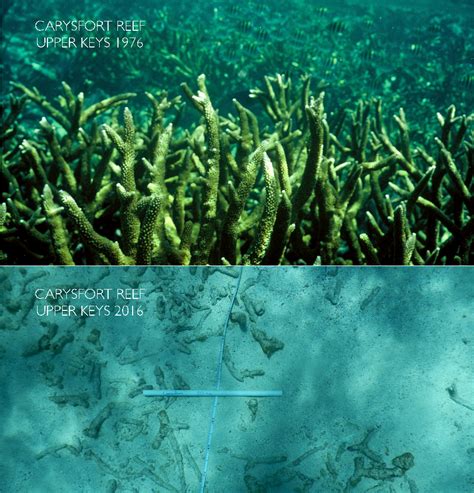 Florida Keys Reefs Dissolving Sooner Than Previously Thought