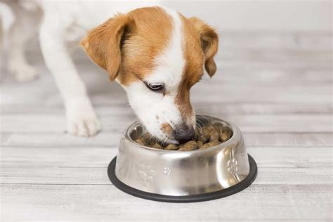 5 อันดับอาหารสุนัขที่ดีที่สุด และเคล็ดลับการเลือกอาหารให้น้องหมา Nongpets