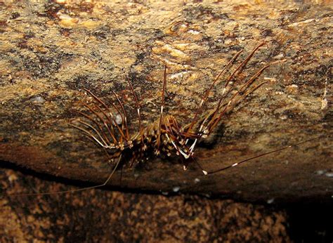 Cave Centipede Project Noah